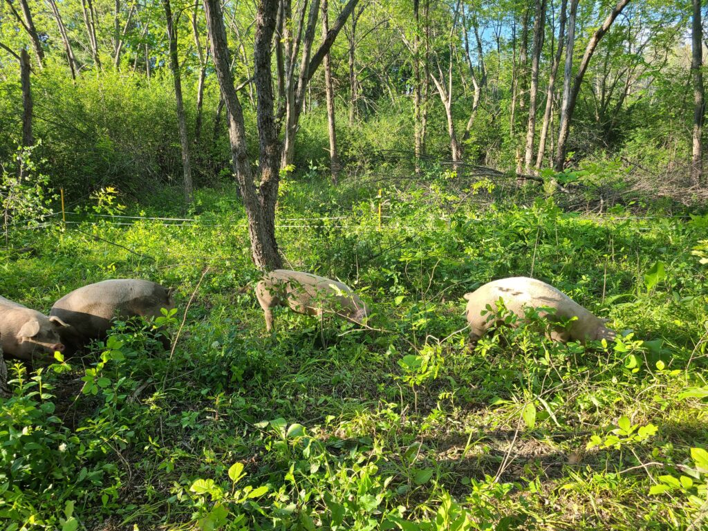 Pigs in the forest